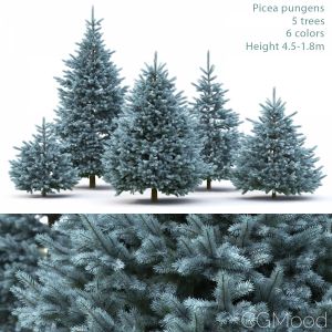 Picea_pungens (4.5-1.8m)