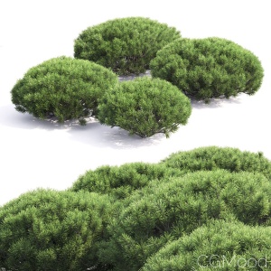 Pinus Mugo #4