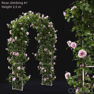 Rose Climbing #1