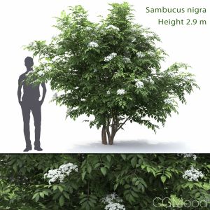 Sambucus Nigra #1