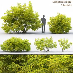 Sambucus Nigra # 2