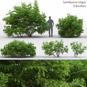 Sambucus Nigra # 3