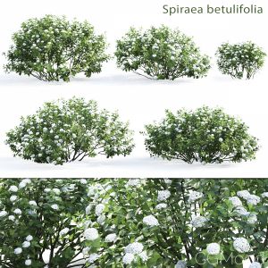 Spiraea Betulifolia #2