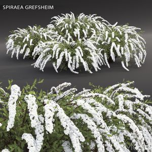 Spiraea Cinerea Grefsheim