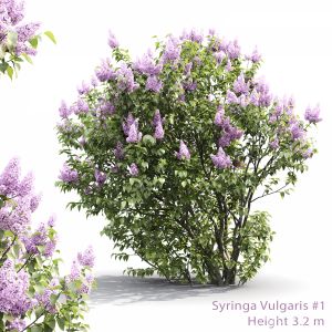 Syringa Vulgaris #1