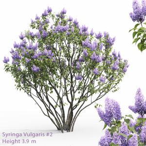 Syringa Vulgaris #2