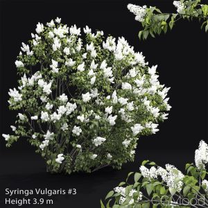 Syringa Vulgaris #3