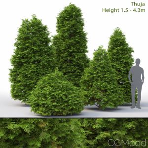 Thuja #3 (1.5-4.3m)