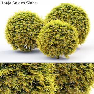 Thuja Golden Globe #1