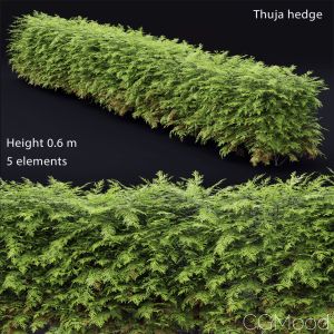 Thuja Hedge #1(0.6m)