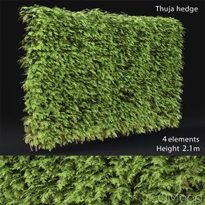 Thuja Hedge #3(2.1m)