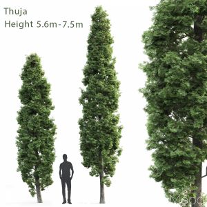 Thuja High #1(5.6m-7.5m)