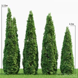 Thuja Smaragd #2