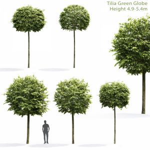 Tilia Green Globe #1(4.9-5.4m)