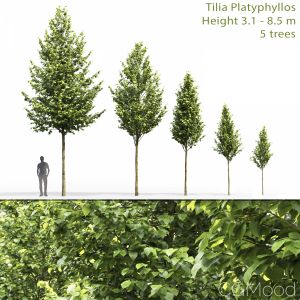 Tilia Platyphyllos #1 (3.1-8.5m)