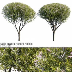 Salix Integra Set 1