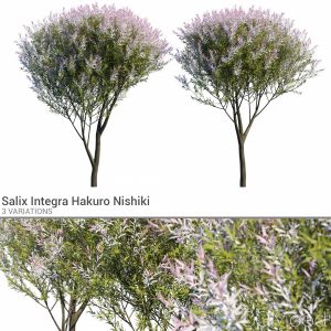 Salix Integra Set 2