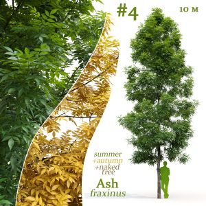 Ash-tree Fraxinus #4