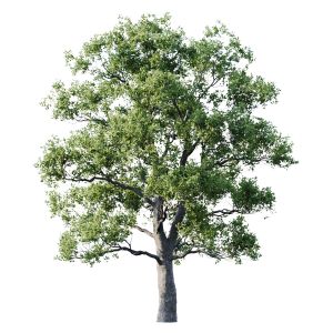 Oak 25m