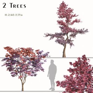 Set of Japanese maple Trees (Palmate Maple)