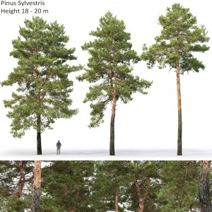 Pinus Sylvestris 30