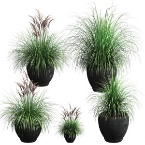 Outdoor Potted Plants. 5 Models