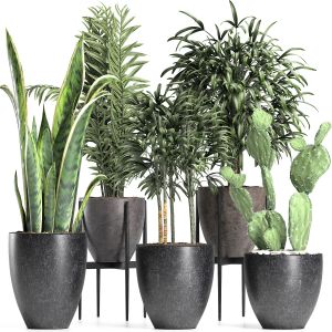 Plants Collection 211