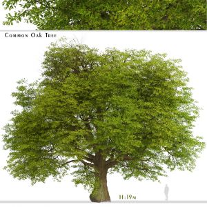 Common Oak Tree (Quercus robur) (1 Tree)