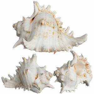 Sea Shell