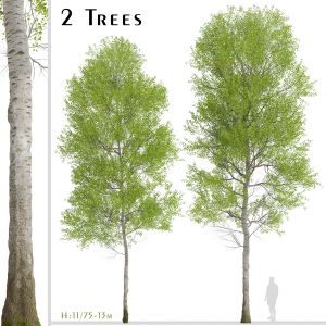 Set of European aspen Trees (Populus tremula)