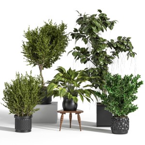 Indoor_plant_set_09