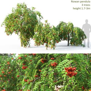 Rowan Pendula 01