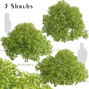 Set of Aucuba japonica Shrubs (Japanese laurel)