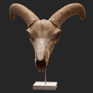 Goat Skull