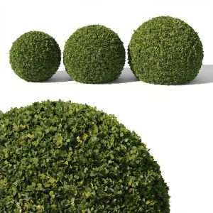 Buxus Sempervirens 02