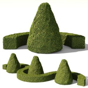 Buxus Sempervirens 03