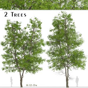 Set Of Tilia Platyphyllos Trees Large-leaved Lime