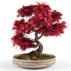 Bonsai Japanese Maple Decorative Tree