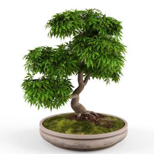 Bonsai Japanese Maple Decorative Tree_02