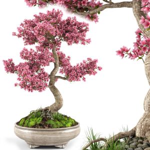 Sakura Bonsai Tree