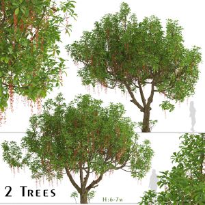 Set of Barringtonia acutangula Trees (Itchy Tree)