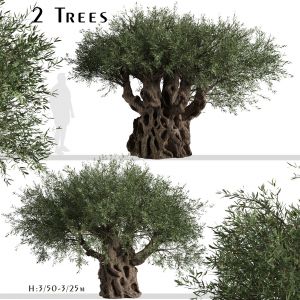 Set of Olive Trees (Olea Europaea) (2 Trees)