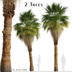 Set of California palm (Washingtonia filifera)