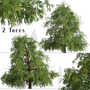 Set of Cryptomeria fortunei Trees (Japanese cedar)