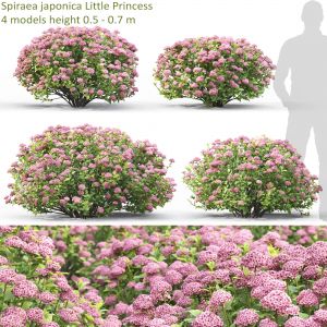 Spiraea  Little Princess 01