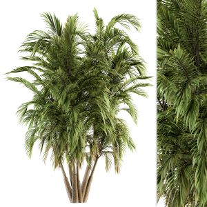 Tree Green Palm Bunch - Set 32