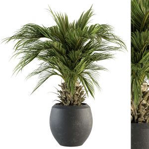 Indoor Plant Set 133 - Palm Plant In Pot