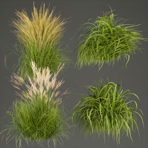 Collection Plant Vol 310 -grass-outdoor-leaf