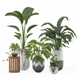 Indoor Plant Set 001