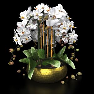 White Orchid Vase